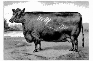 Els animals singulars d'en Quel